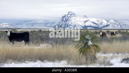 Winter landscape with cattle in the Texas part of the Chihuhuan Desert near Marathon with Iron Mountain in the background Stock Photo