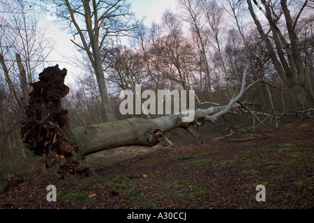 Uprooted tree following severe storm in Epping Forest Stock Photo