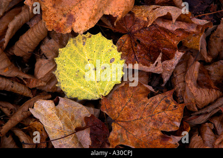 A fallen yellow leaf surrounded by brown maple leaves Stock Photo