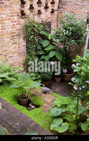 Courtyard and walled garden of early 19th century London house with hostas and boxwood Stock Photo