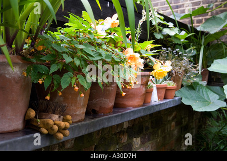 Row of potted plants on shelf in walled garden of townhouse Stock Photo