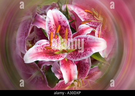 Close up of deep pink crimson fragrant Lily Lilium orientalis Stargazer variety hybrid flower head grown from bulb manipulated to include swirl effect Stock Photo