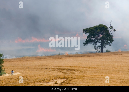 Ripe wheat crop on fire & out of control in Essex countryside on hot windy summers day wildfire flames start traced back to roadside layby England UK Stock Photo