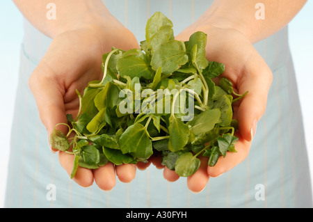 WOMAN HOLDING WATERCRESS Stock Photo