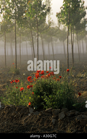 Early Tuscan morning Chiecinella Italy Stock Photo