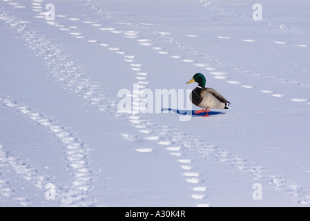 Mallard Duck ice on feet walking on frozen snowy field Stock Photo