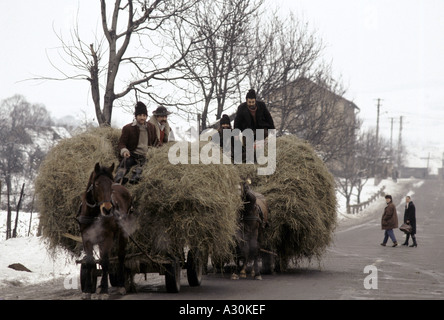 men driving riding on top of two hay loaded carts nr copsa mica transylvania Stock Photo