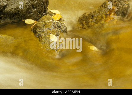 Fallen leaves on rocks in a stream in Quebec Stock Photo
