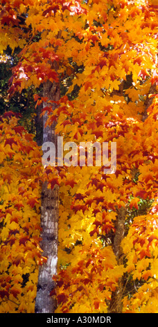 Bright yellow and red maple leaves at autumn in Quebec Stock Photo