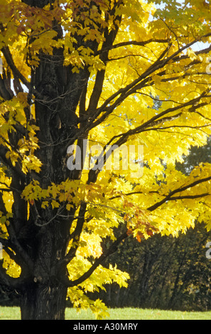 A bright yellow maple in Autumn in Quebec Stock Photo