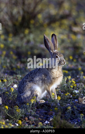 Antelope Jack Rabbit Lepus Alleni lives in the Sonoran and Chihuahuan deserts of the United States Stock Photo
