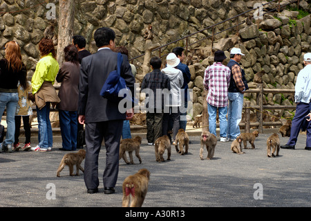 Monkey Mountain Takazaki Yama Beppu city Oita prefecture Kyushu Japan ...