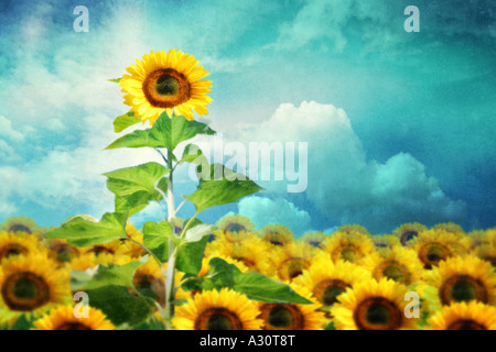 concept image of a tall sunflower standing out from the rest