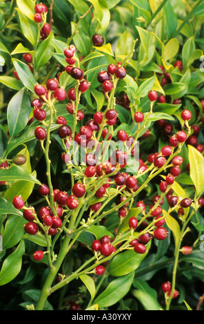 Sarcococca confusa Winter red berries  February , Christmas box, fragrant winter garden plant, red berries Stock Photo