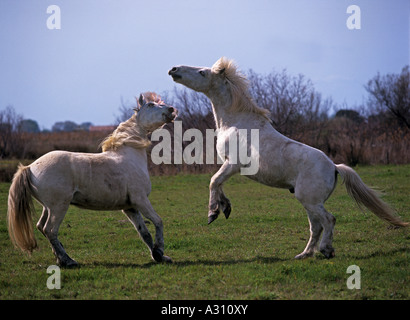 two Camargue horses - playful fighting Stock Photo