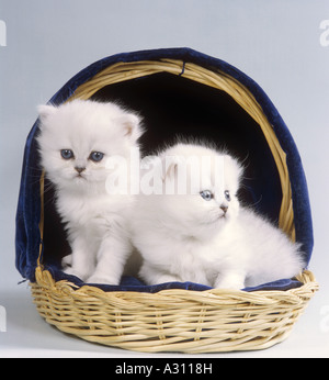 Persian cat. Two white kittens sitting in a woven basket Stock Photo