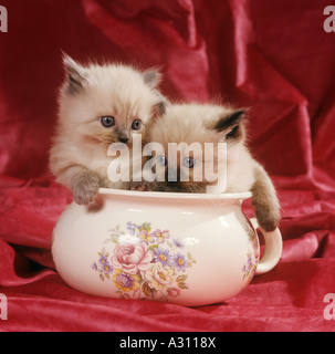 Persian cat. Colourpoint kittens in a chamber pot Stock Photo