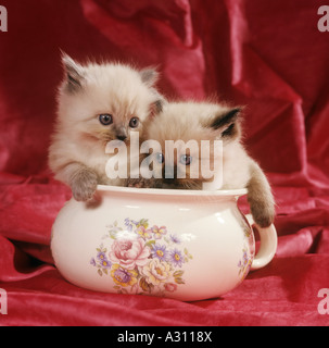 Persian cat. Two colourpoint kittens in a chamber pot Stock Photo