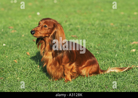 long-haired dachshund - sitting on meadow Stock Photo