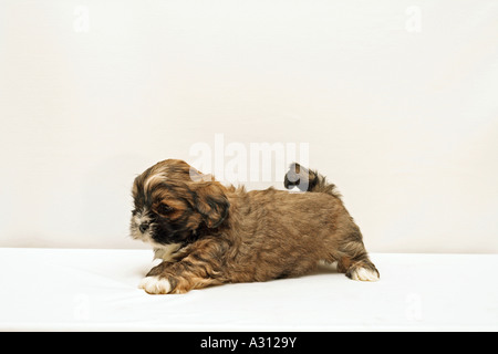 Lhasa Apso - cut out Stock Photo