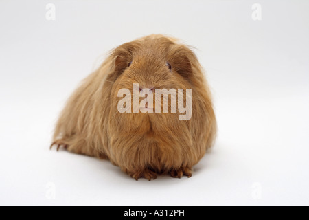Sheltie guinea pig - cut out Stock Photo