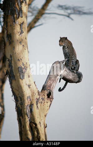 Leopard sitting on branch of yellow barked Acacia tree in Serengeti National Park Tanzania Stock Photo