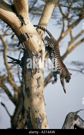 Leopard leaping down from upper branches of yellow barked Acacia tree in Serengeti National Park Tanzania Stock Photo