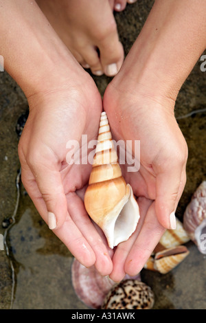 Close up of a shell in a womans palms. Stock Photo