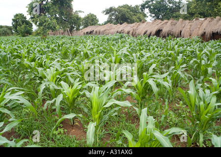 Young maize plants growing during the rainy season in the village of Mombala (Mambala) Malawi Africa Stock Photo