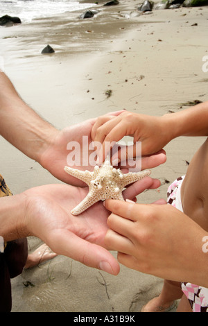 Close up of a starfish in a mans palms. Stock Photo