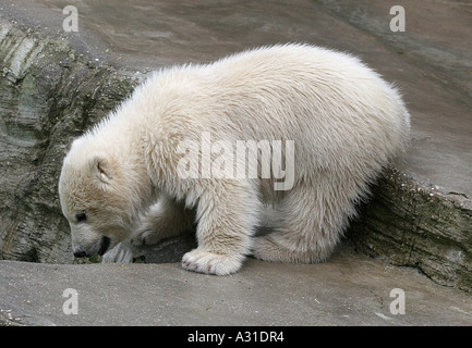 A young polar bear snuffling Stock Photo