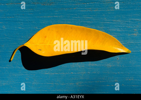 single leaf on blue wood background Stock Photo