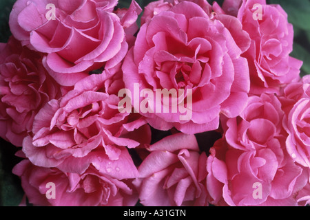 Pink Roses Rosa Stock Photo Alamy