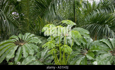 Schefflerea actinophylla Queensland Umbrella Tree and Roystonea regia Royal Palm Stock Photo