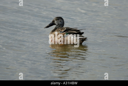 Female Shoveler duck Anas clypeata swimming on the gravel pits at Dungeness Stock Photo