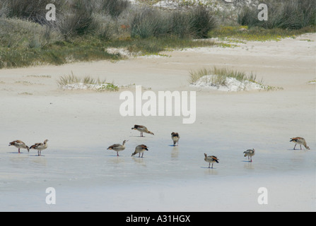 Egyptian Geese Alopochen aegyptiaca feeding on the beach in the Table Mountain National Park Stock Photo