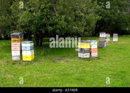 Bee hives, situated in an apple orchard. Stock Photo