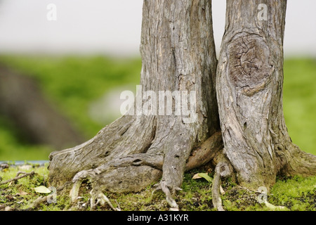 Bonsai tree, Dr. Sun Yat-Sen Classical Chinese Garden, Vancouver, Canada Stock Photo