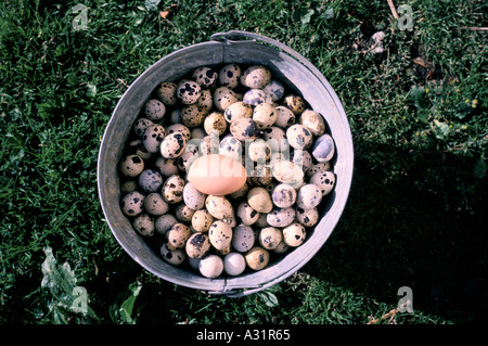 tiny quail eggs in a bucket with a chicken egg for comparison Stock Photo
