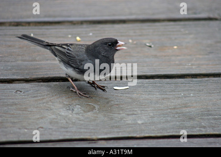 Dark eyed Junco male on deck flooring Stock Photo