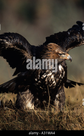 Golden Eagle Aquila chrysaetos drying its plumage after a downpour in the Scottish Highlands in the heather Stock Photo