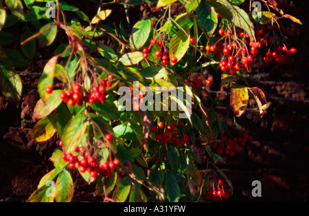 Rose hips, Rosa Penny Lane, Hampton Court West London, UK Stock Photo