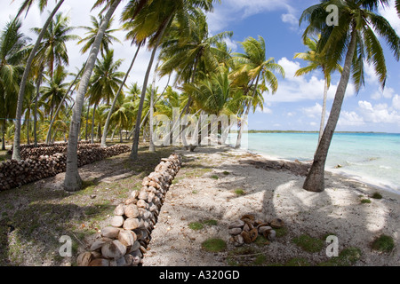 Copra plantation Takapoto Tuamotu Islands French Polynesia Stock Photo