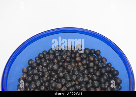 Blackcurrants in a blue bowl. Stock Photo