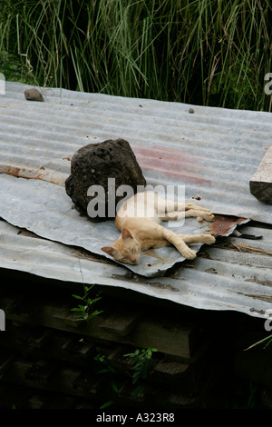 Cat on hot tin roof Hanavave Island of Fatu Hiva Marquesas Islands French Polynesia Stock Photo