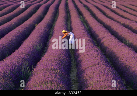 Woman picking flowers in lavender field Provence France