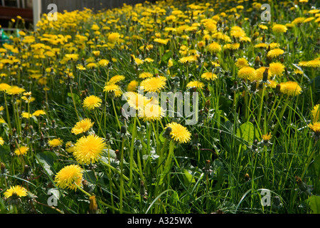 Dandelions, Taraxacum genus of flowering plants in the family Asteraceae, England, UK Stock Photo