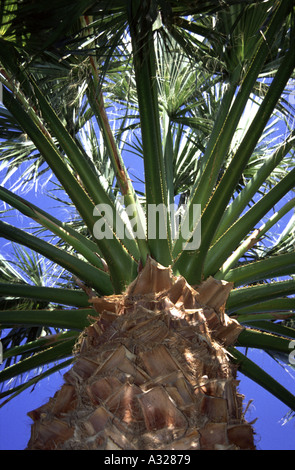 Palm tree photographed in Crete Greece Stock Photo