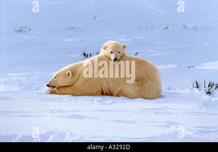 Polar Bear mother and cub Cape Churchill Manitoba Canada Stock Photo