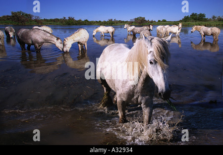 Camargue horses in the marsh France Stock Photo